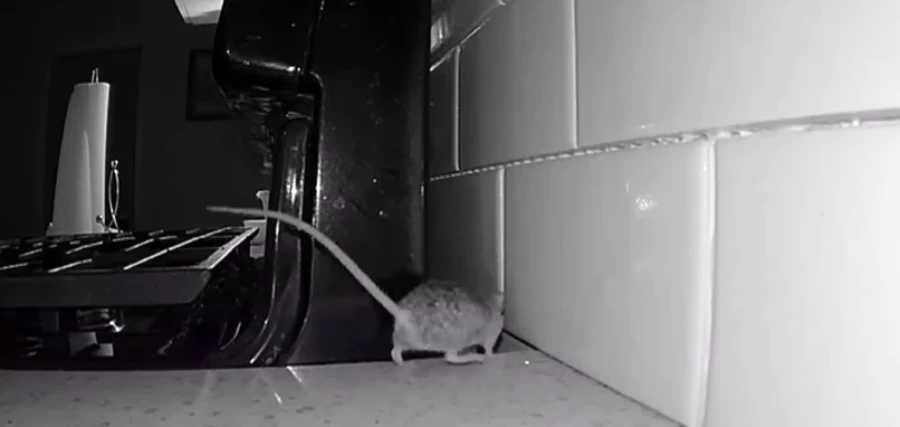 Rodent Control for Airbnb 1 Mouse near a kitchen appliance inside a Truckee vacation rental