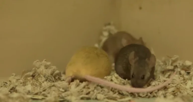 Mice Removal 1 Deer mouse and house mouse visual comparison for Truckee properties
