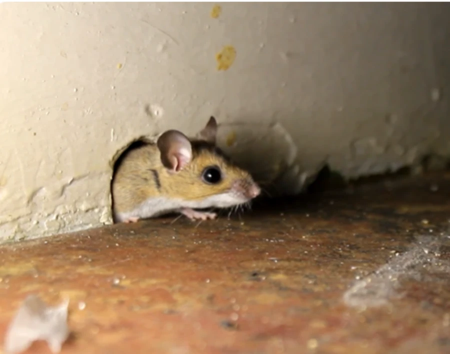 mouse entering a small wall entry point
