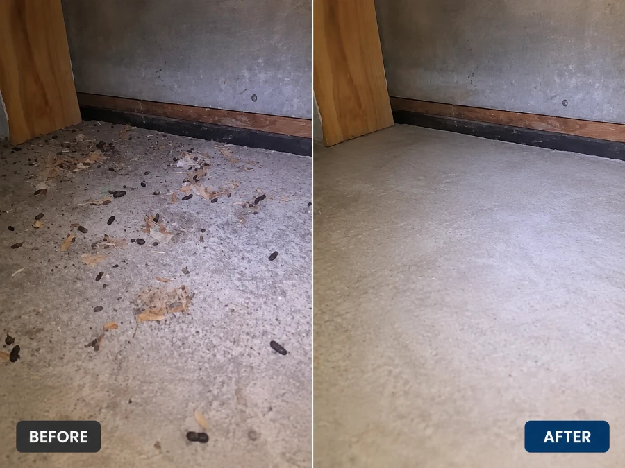 Rat Removal Truckee 3 Rodent droppings before and after cleanup