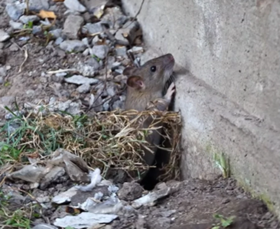 Home 7 Rat near a foundation opening at a Truckee property