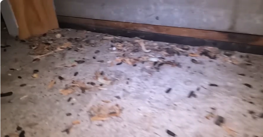 Home 1 Rodent droppings and debris found in Truckee, CA during a property inspection